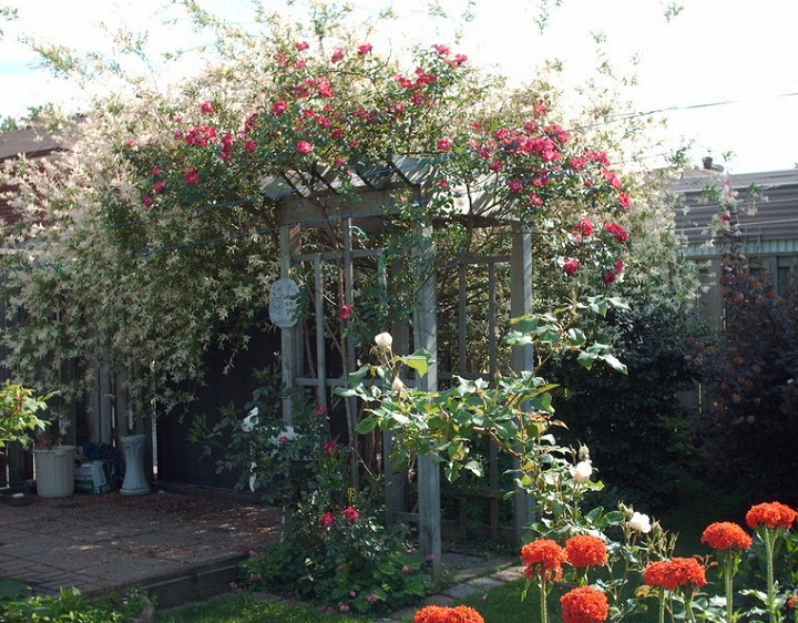 Living Willow Hedges • Insteading